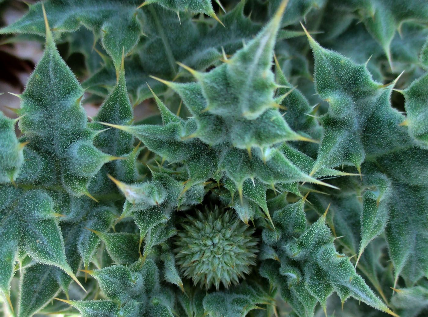 Image of Echinops antalyensis specimen.