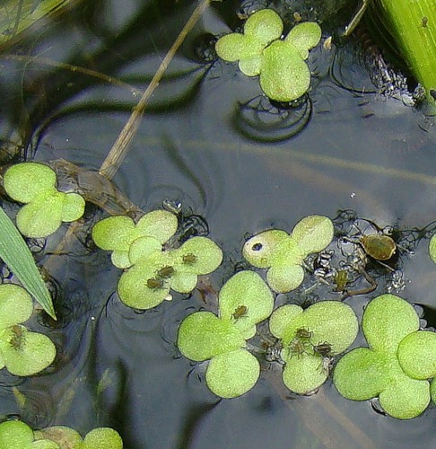 Image of Lemna minor specimen.