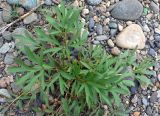 Pulsatilla dahurica