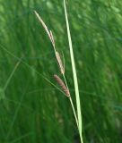 Carex acuta