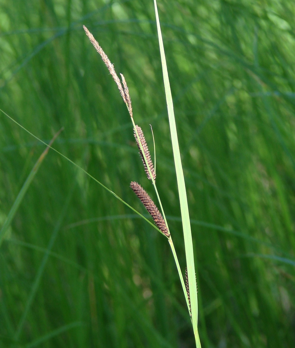 Изображение особи Carex acuta.