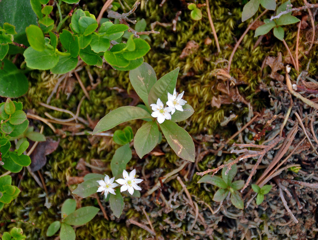 Image of Trientalis europaea specimen.