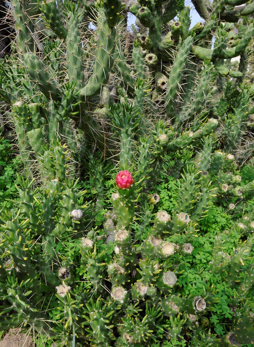 Изображение особи род Cylindropuntia.