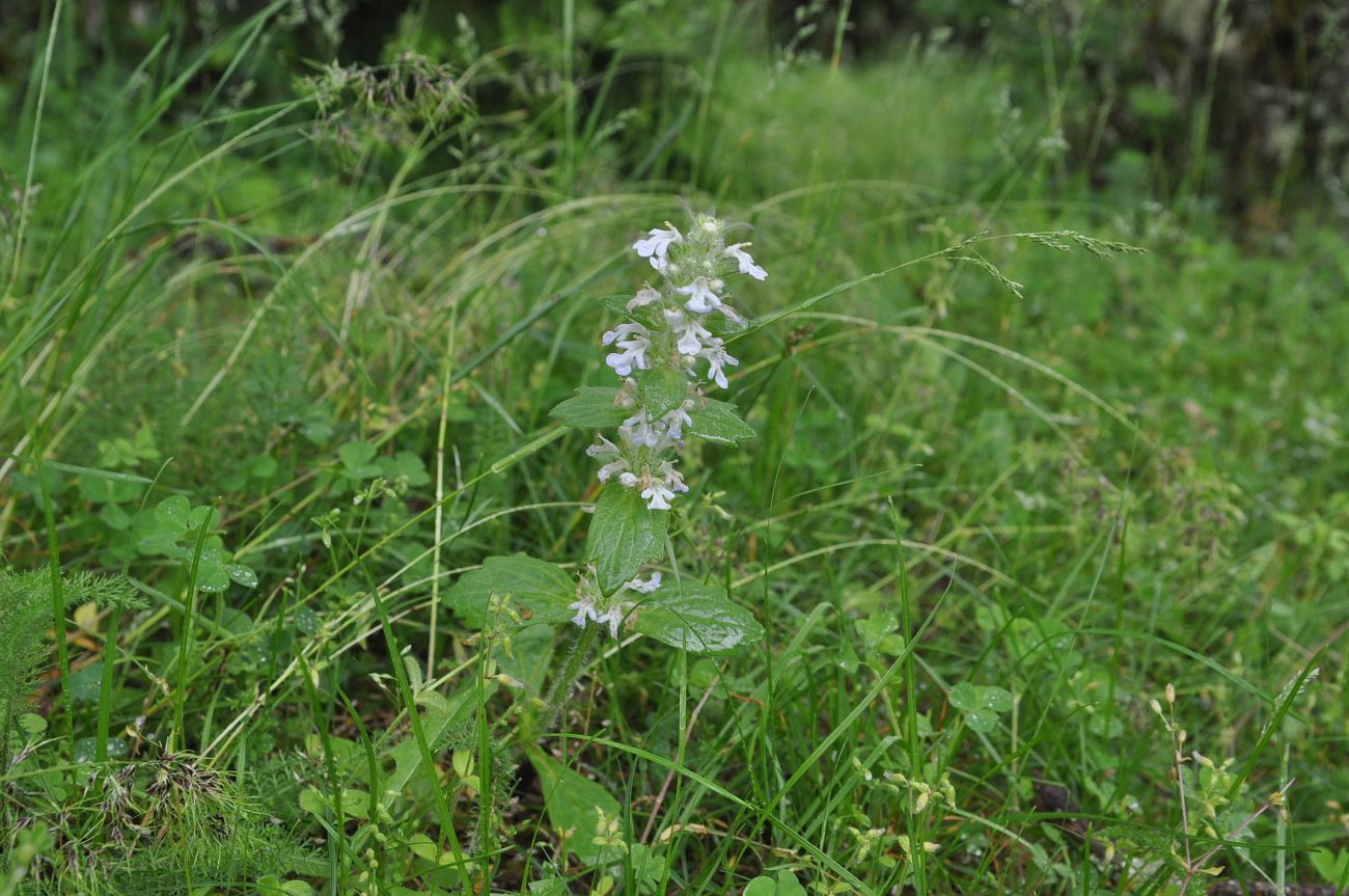 Изображение особи Ajuga genevensis.