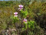 Pelargonium crispum