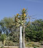 Aloidendron dichotomum