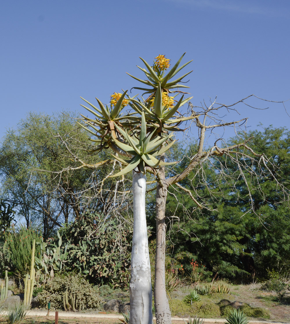 Image of Aloidendron dichotomum specimen.