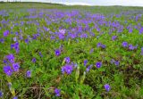 Viola altaica