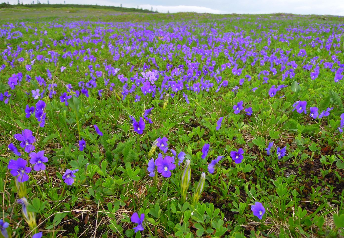 Изображение особи Viola altaica.