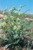 Astragalus vulpinus