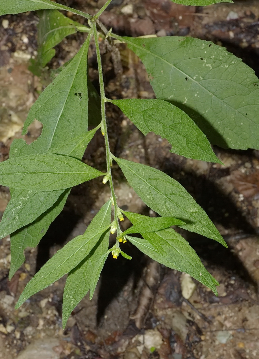 Изображение особи Carpesium abrotanoides.