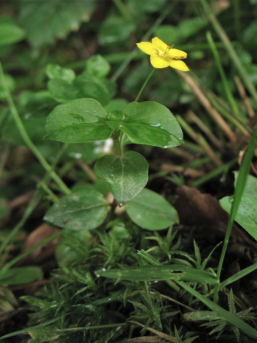 Изображение особи Lysimachia nemorum.