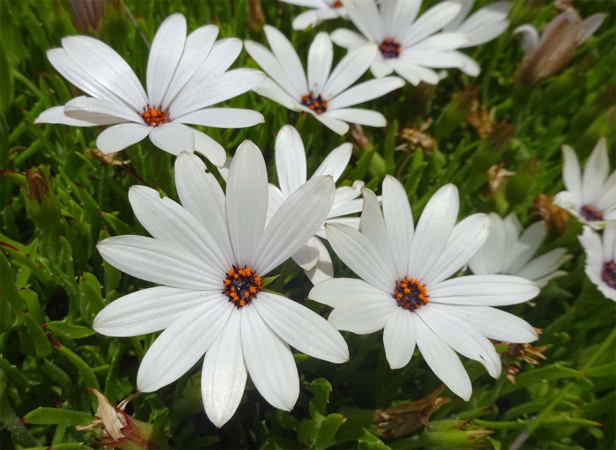 Image of Osteospermum fruticosum specimen.