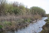 Phragmites australis. Плодоносящие растения. Казахстан, Восточно-Казахстанская обл., Уланский р-н, окр. с. Украинка, берег речки. 02.11.2008.