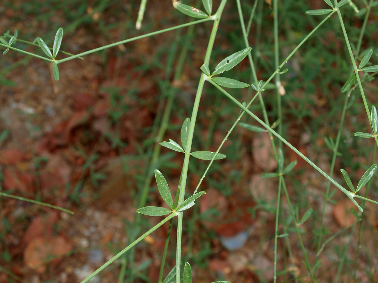 Изображение особи Gonocytisus angulatus.