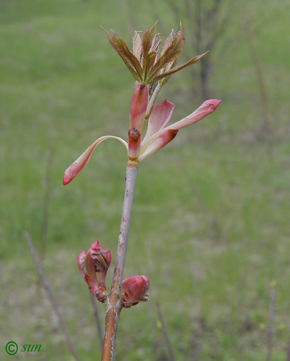 Image of Aesculus glabra specimen.