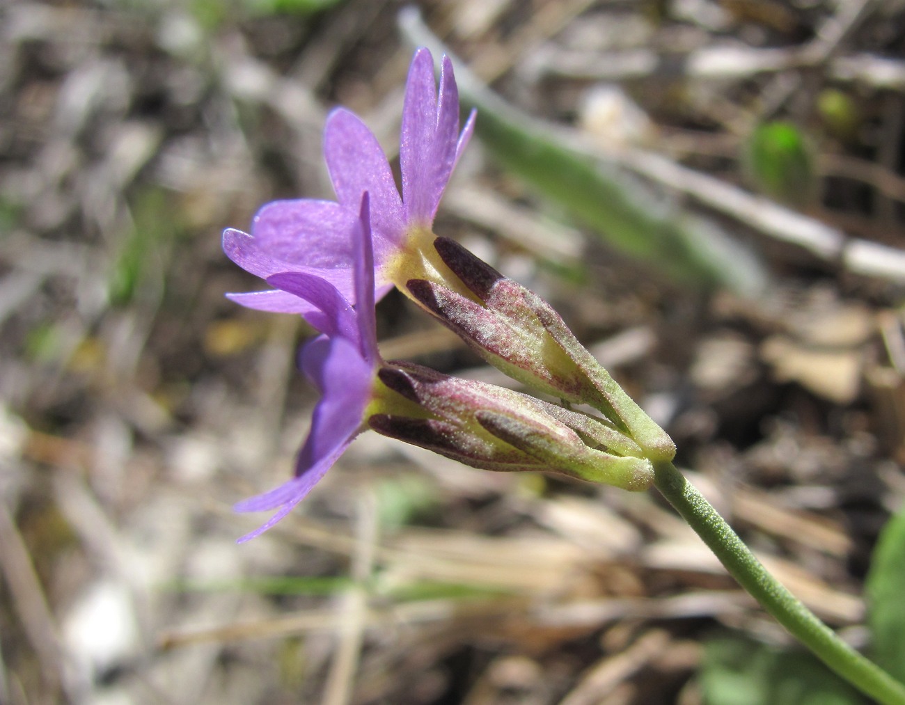 Image of Primula algida specimen.