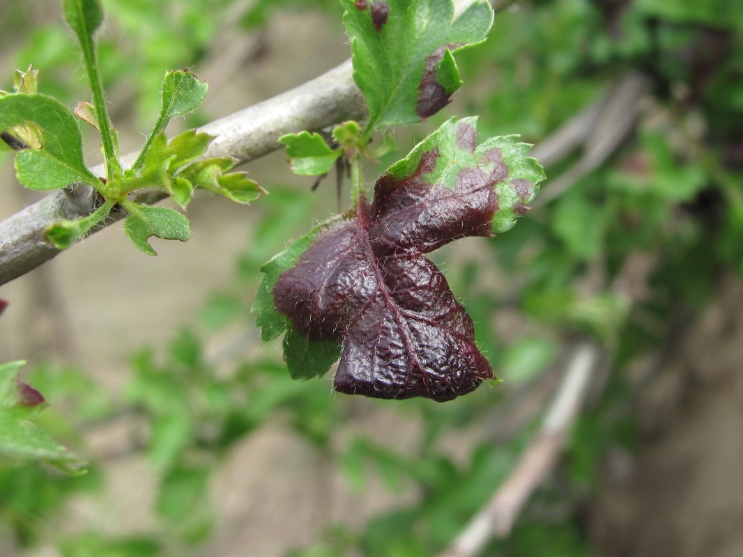 Image of Crataegus pallasii specimen.