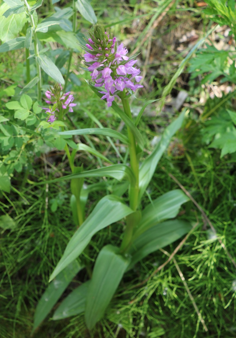 Изображение особи Dactylorhiza osmanica.