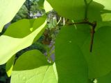 Aristolochia macrophylla