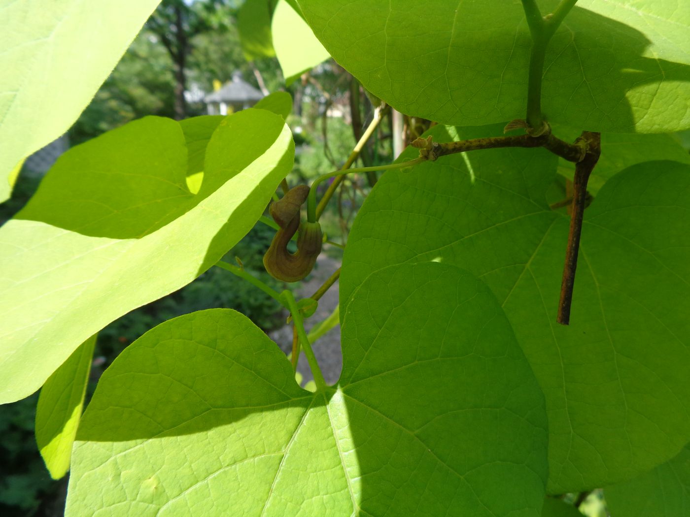 Image of Aristolochia macrophylla specimen.