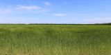 Triticum dicoccum