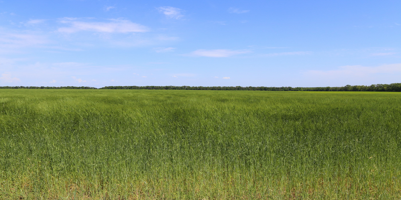 Изображение особи Triticum dicoccum.