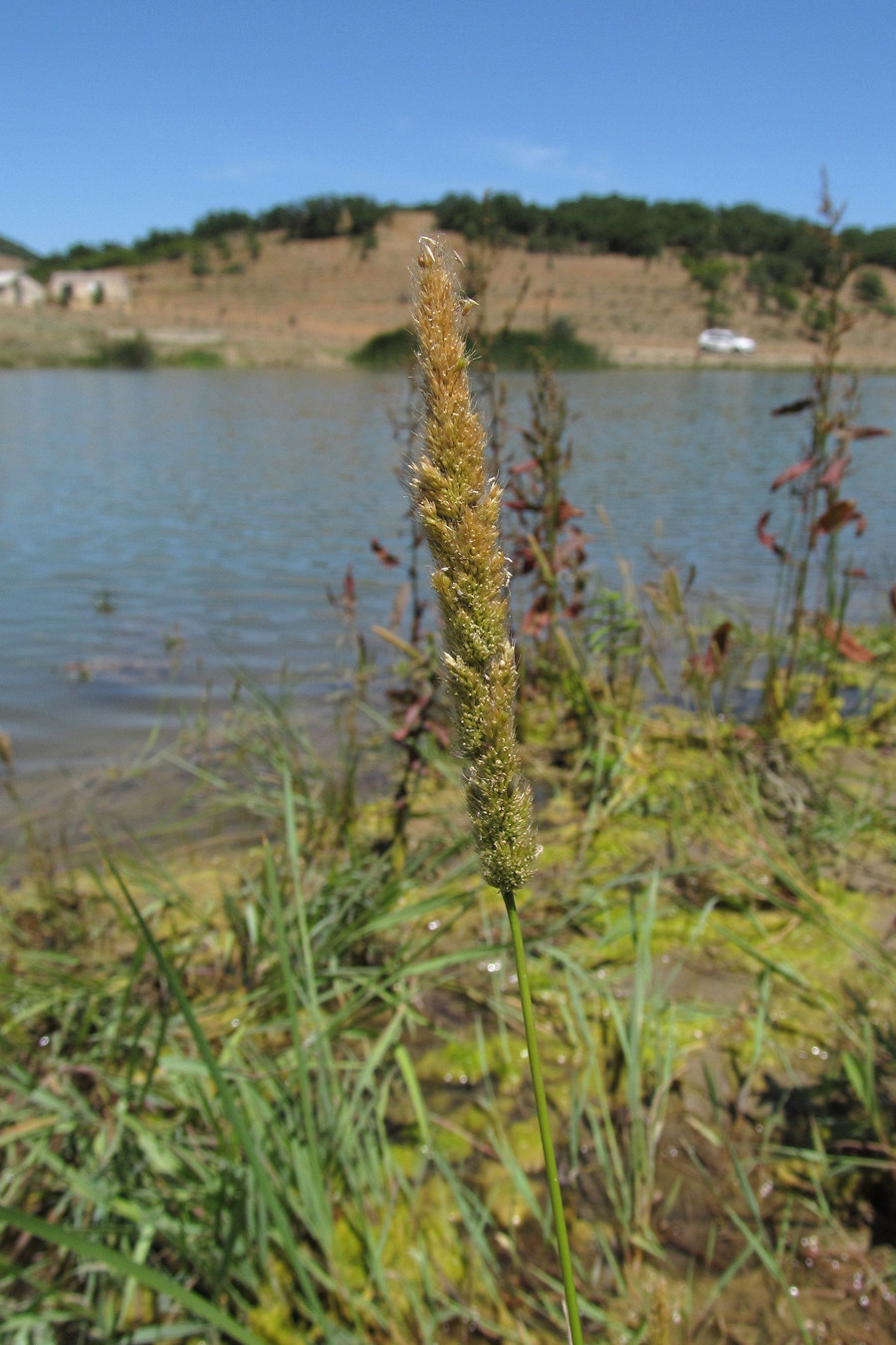 Изображение особи Polypogon monspeliensis.