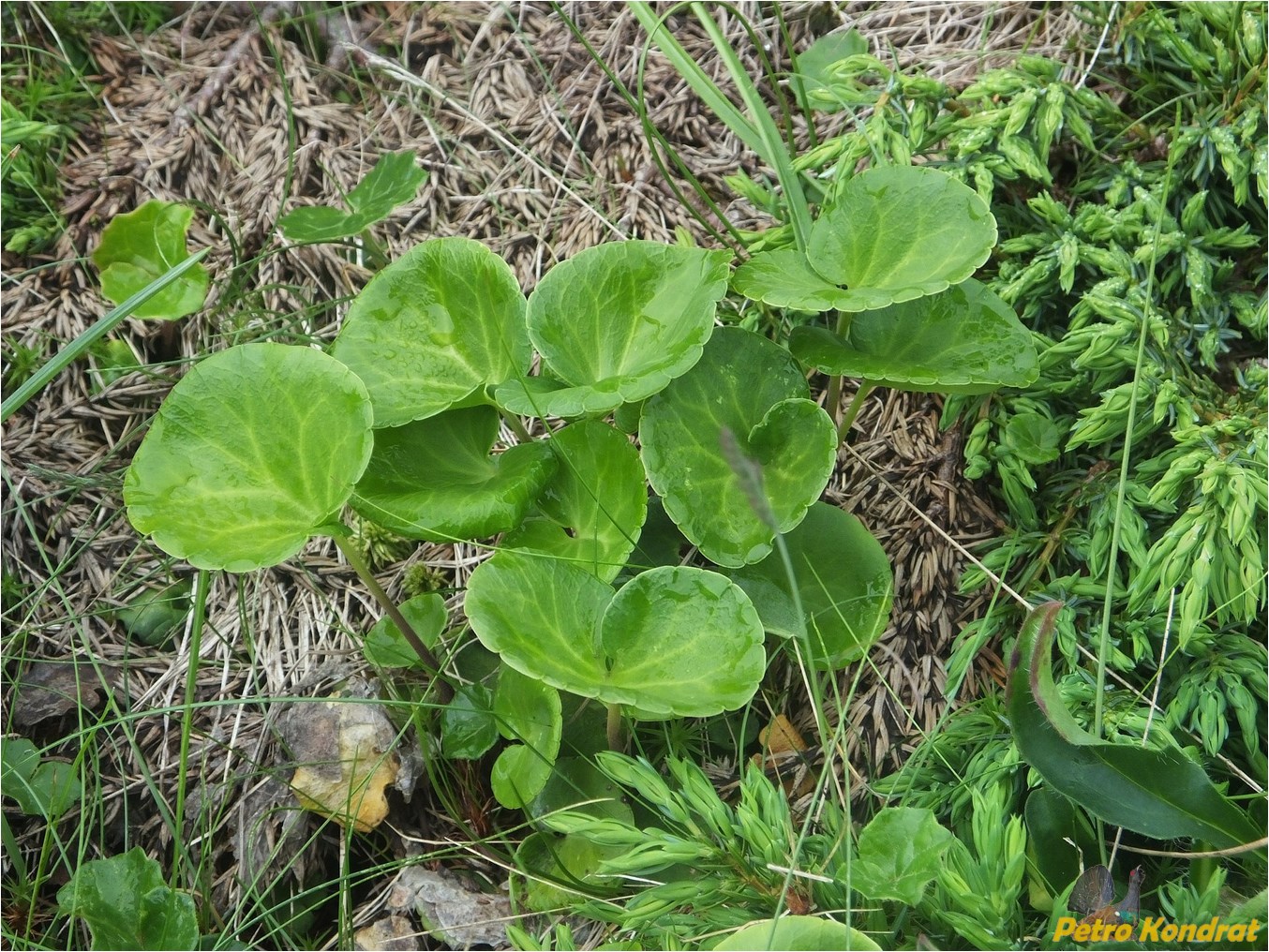 Image of Soldanella hungarica specimen.