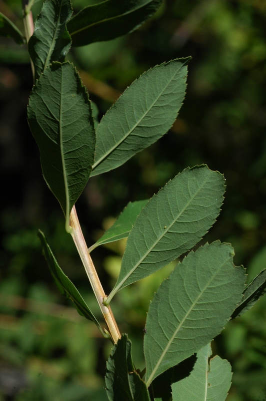 Изображение особи Spiraea salicifolia.