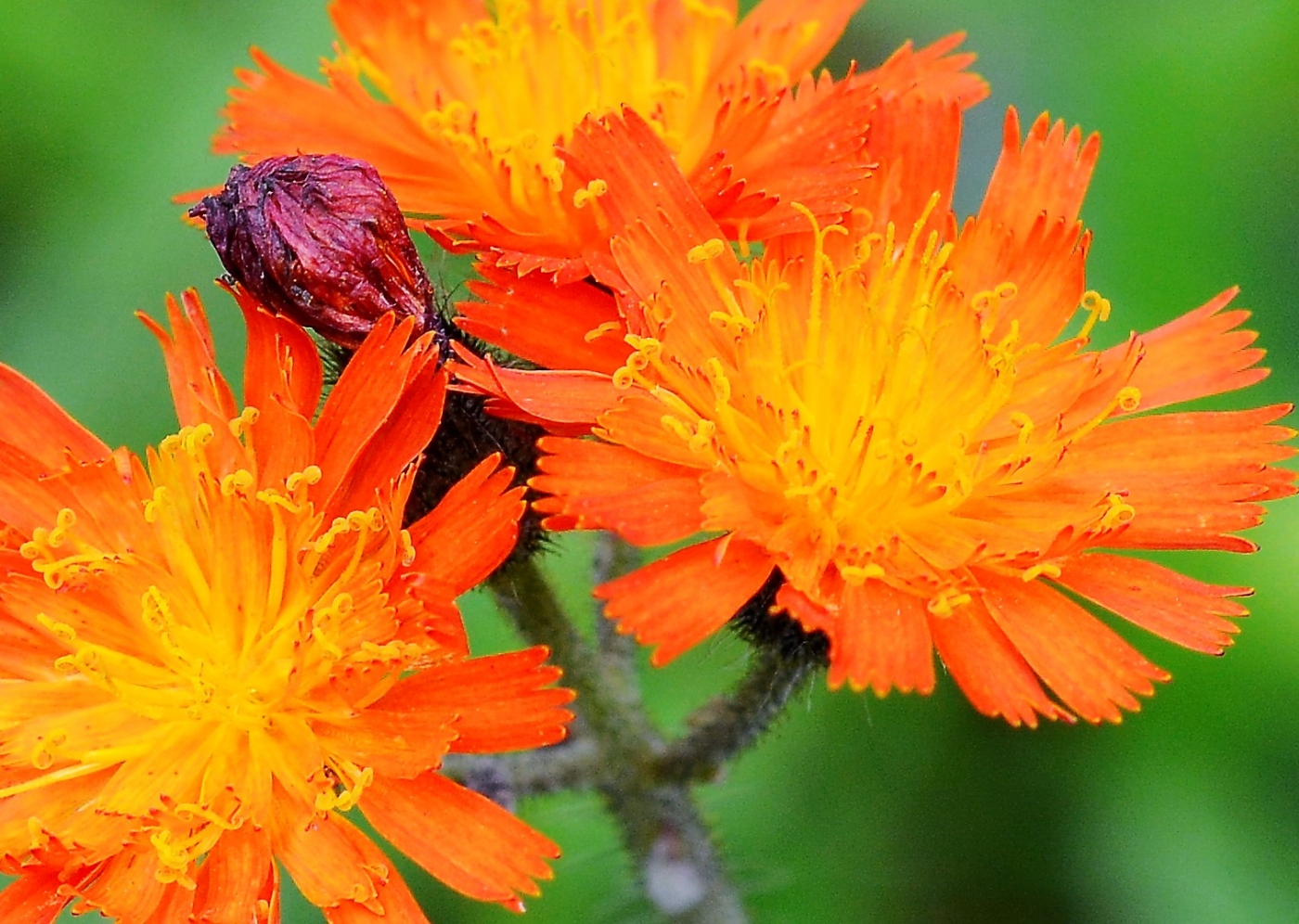 Image of Pilosella aurantiaca specimen.