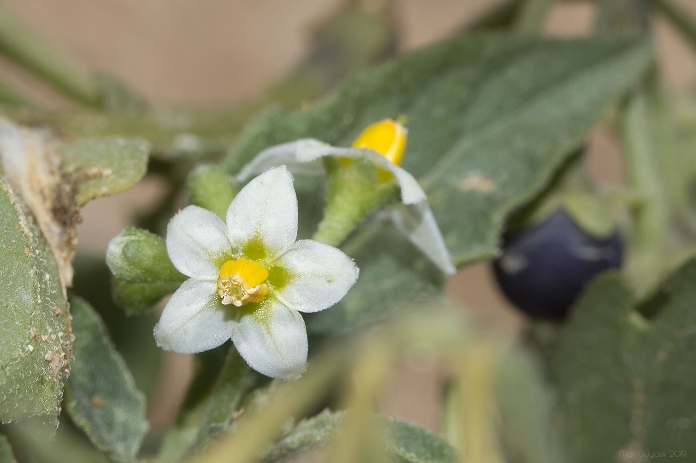 Image of Solanum nigrum specimen.