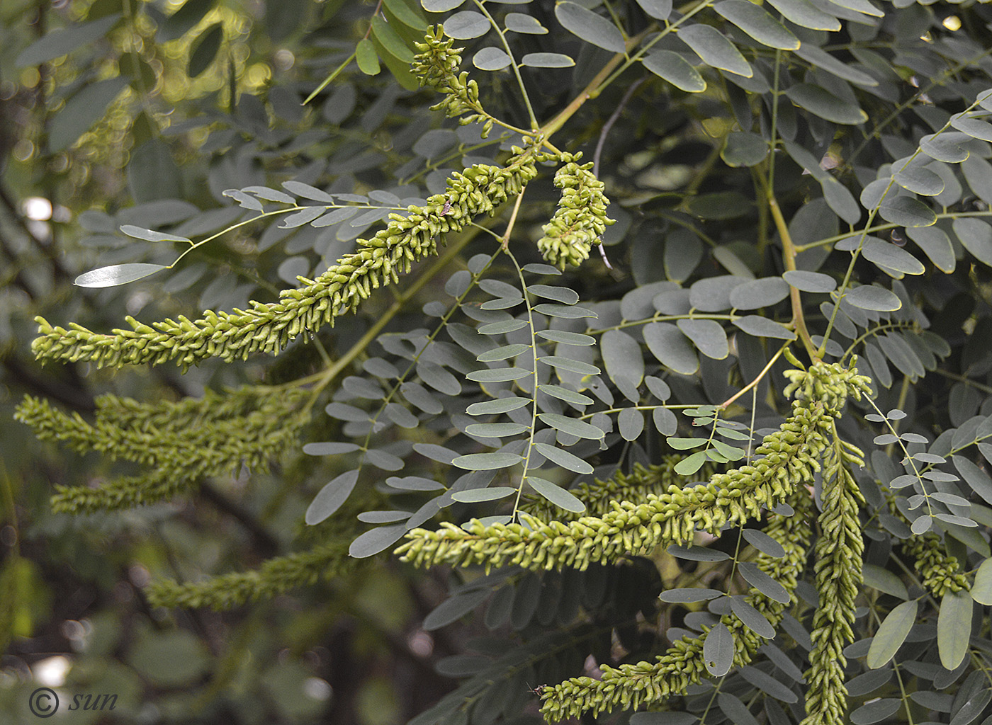 Изображение особи Amorpha fruticosa.