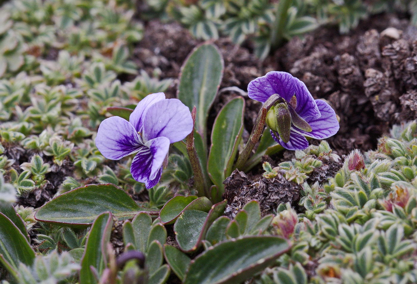 Изображение особи Viola thianschanica.