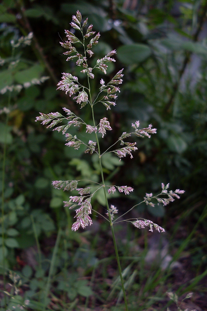 Image of Poa angustifolia specimen.