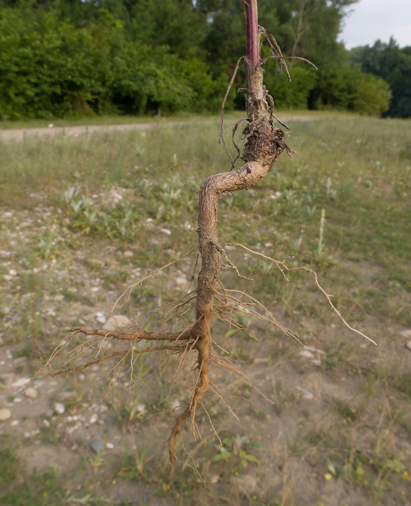 Image of Artemisia scoparia specimen.