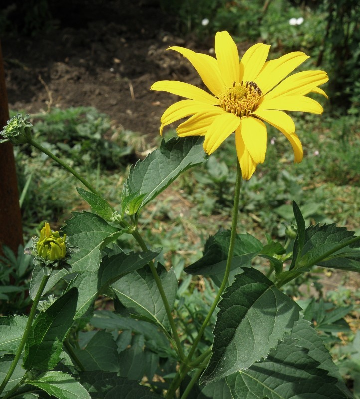 Image of Heliopsis helianthoides ssp. scabra specimen.