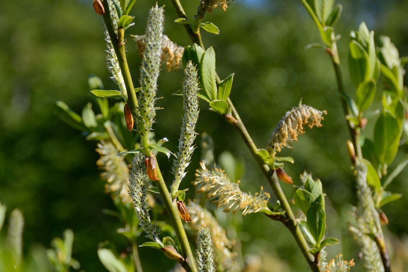 Image of genus Salix specimen.