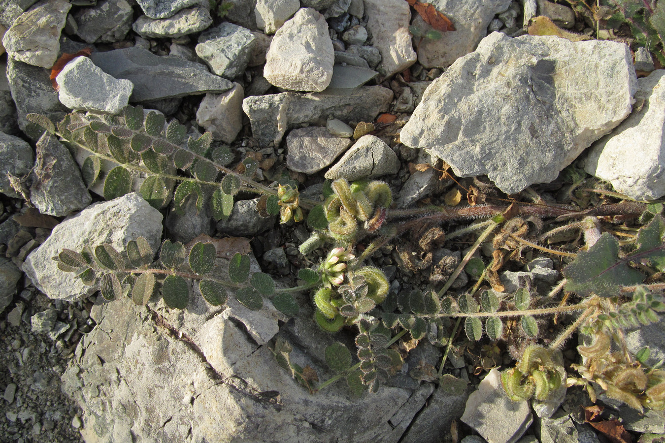 Image of Astragalus contortuplicatus specimen.
