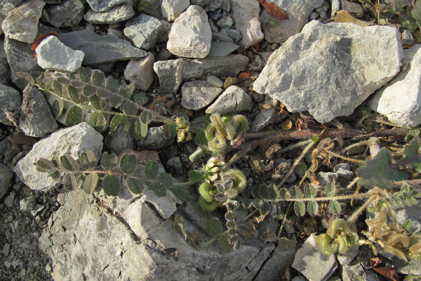 Изображение особи Astragalus contortuplicatus.