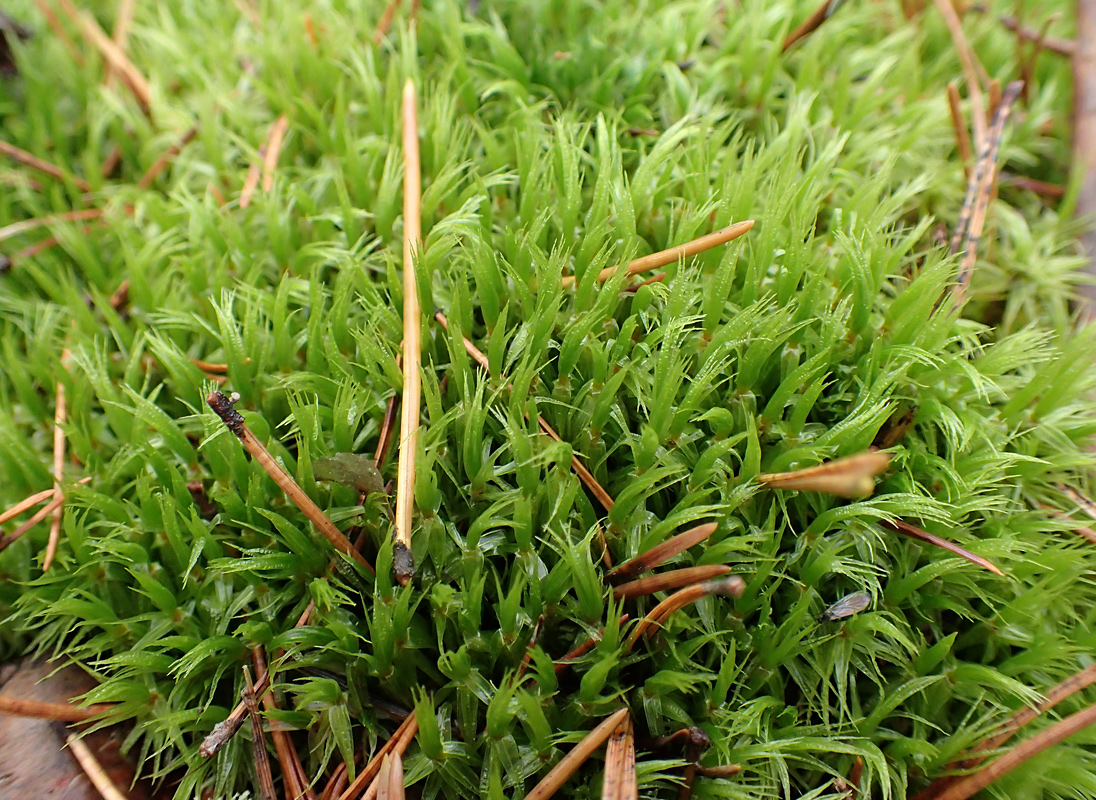 Image of Dicranum polysetum specimen.