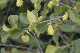 Betula divaricata. Верхушка веточки с незрелыми соплодиями. Сахалинская обл., Охинский р-н, окр. г. Оха, побережье Охотского моря, юго-западный берег залива Кету (Первая бухта), мириково-осоковый участок. 24.07.2017.