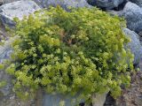 Crithmum maritimum