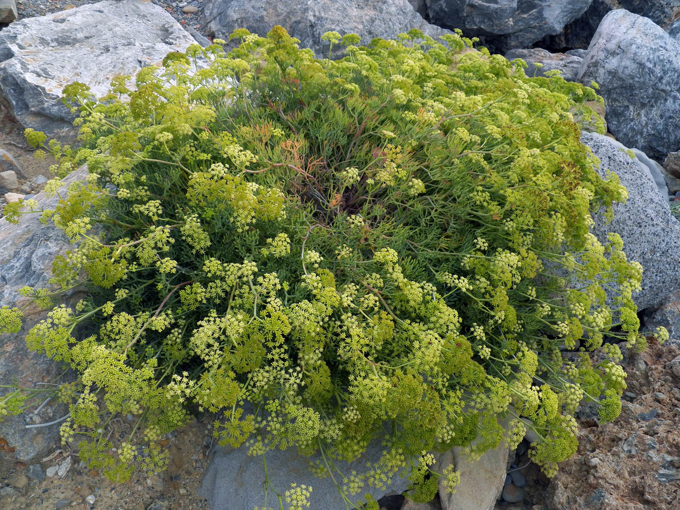 Image of Crithmum maritimum specimen.