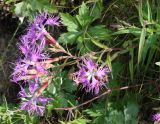 Dianthus superbus. Верхушка цветущего растения. Сахалинская обл., Невельский р-н, склон, около тропы к водопаду Салют. 14.08.2019.