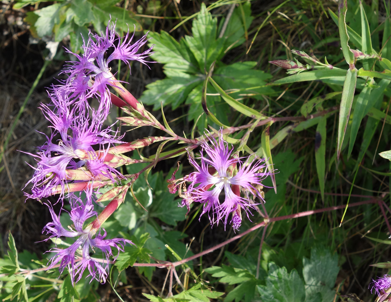 Image of Dianthus superbus specimen.