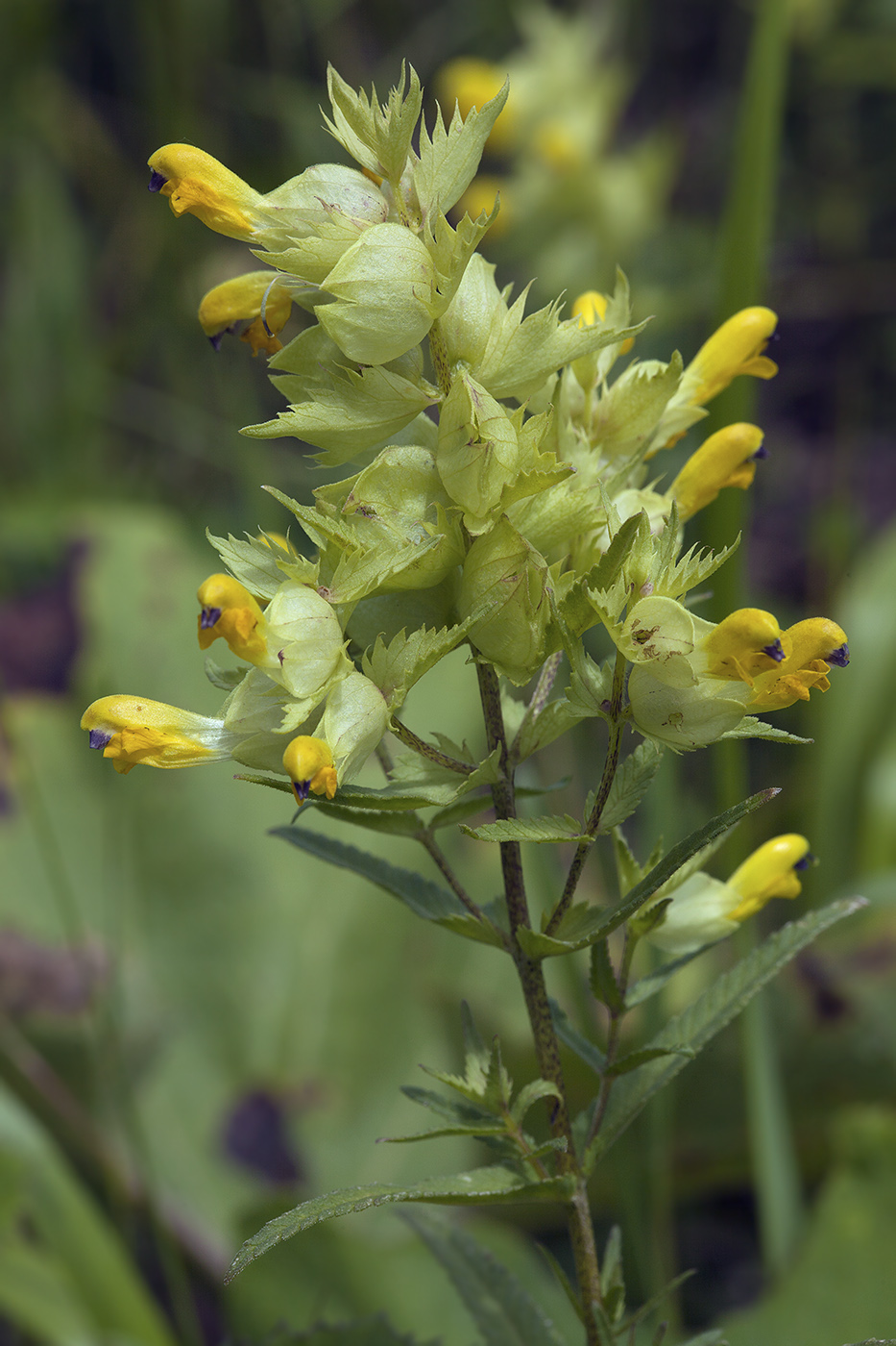 Image of Rhinanthus vernalis specimen.