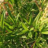 Aconogonon angustifolium