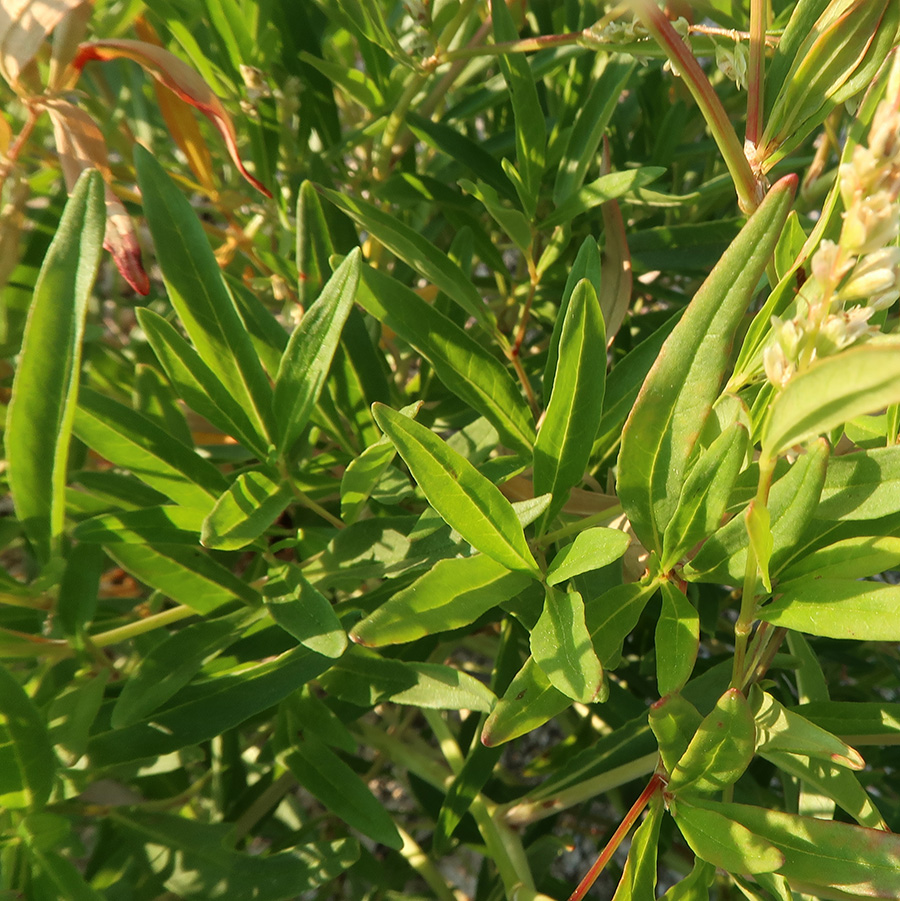 Изображение особи Aconogonon angustifolium.