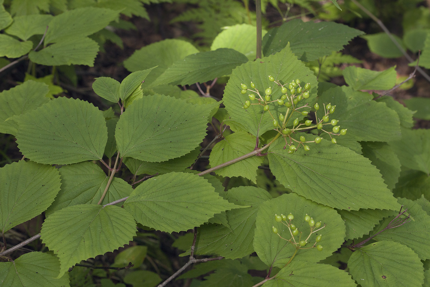 Image of Viburnum wrightii specimen.